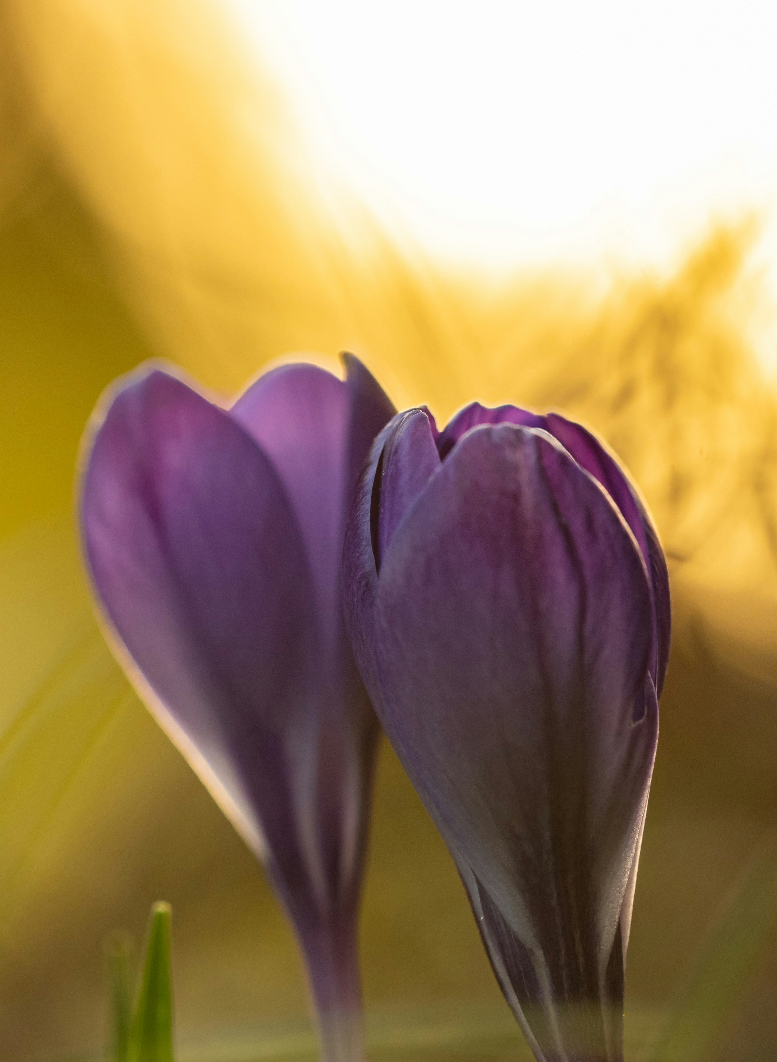 purple crocus in bloom during daytime